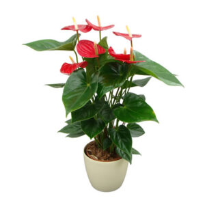 Anthurium-0