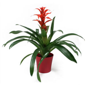 Guzmania-0