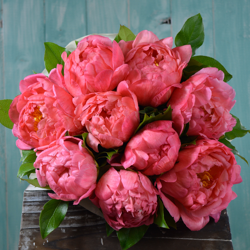 Buchet cu 9 bujori Coral Charm - CityFlowers