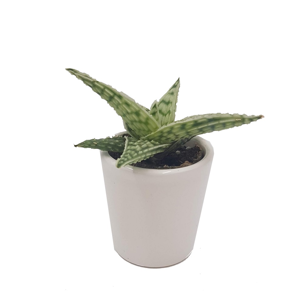 Planta Aloe rauhii Demi suculenta