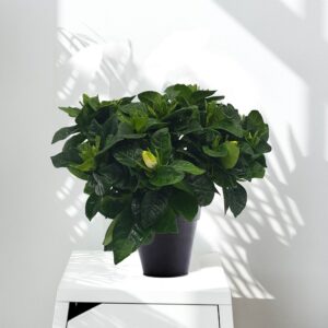 Gardenia