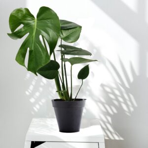 Planta Monstera Deliciosa