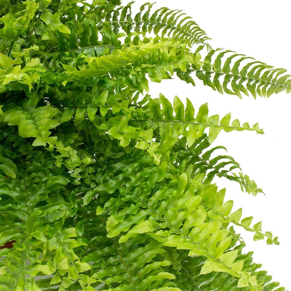 Planta Feriga Nephrolesis Green