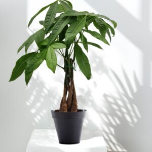 Planta Pachira, Money Tree