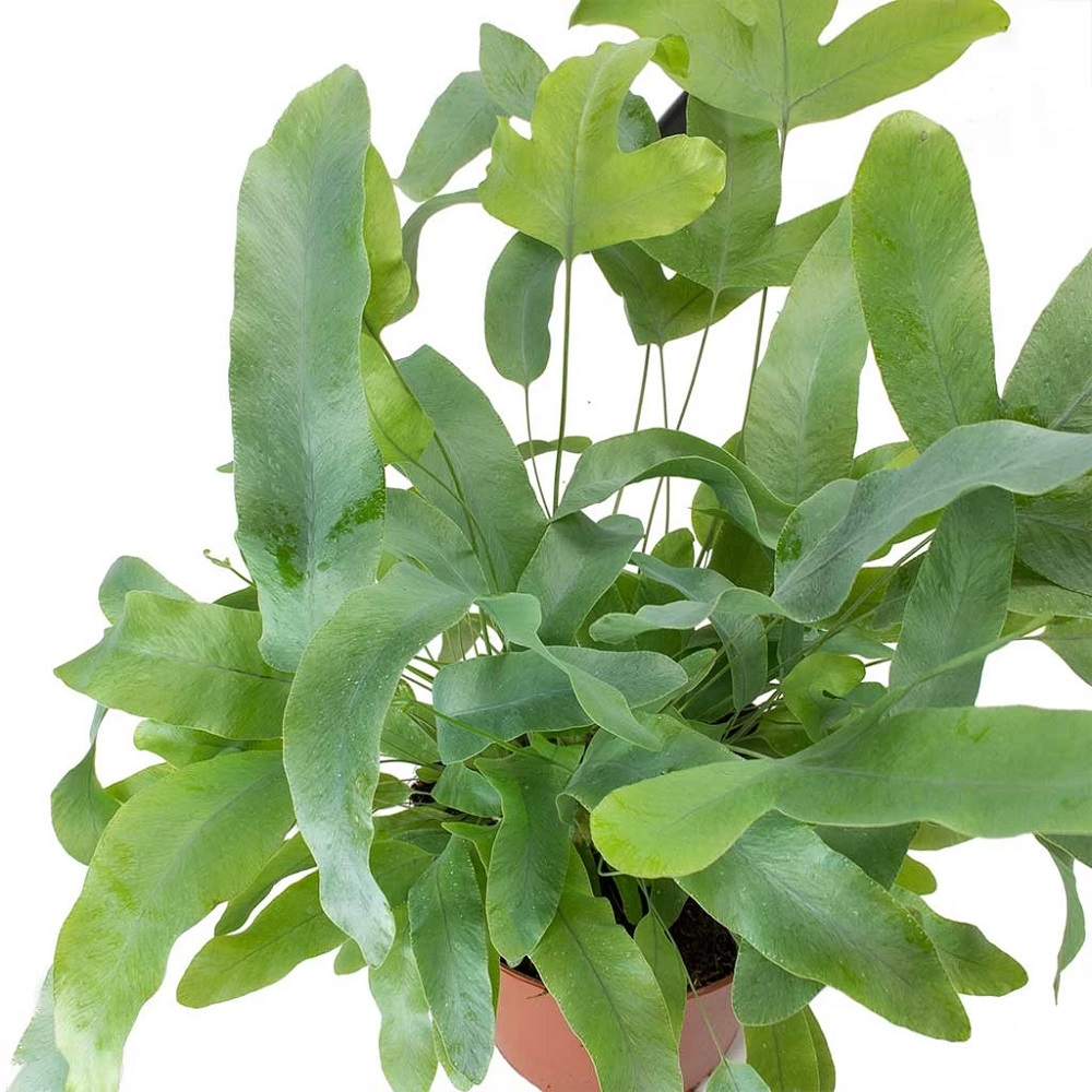 Planta Feriga Phlebodium Aureum Green frunza