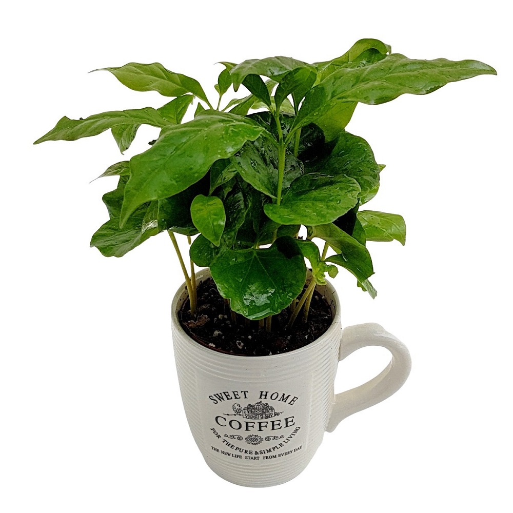 planta de cafea in cana ceramica