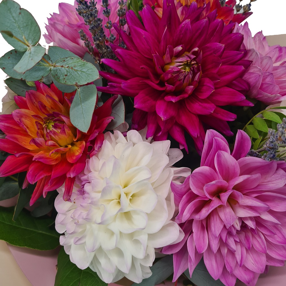 Buchet 9 Dahlia