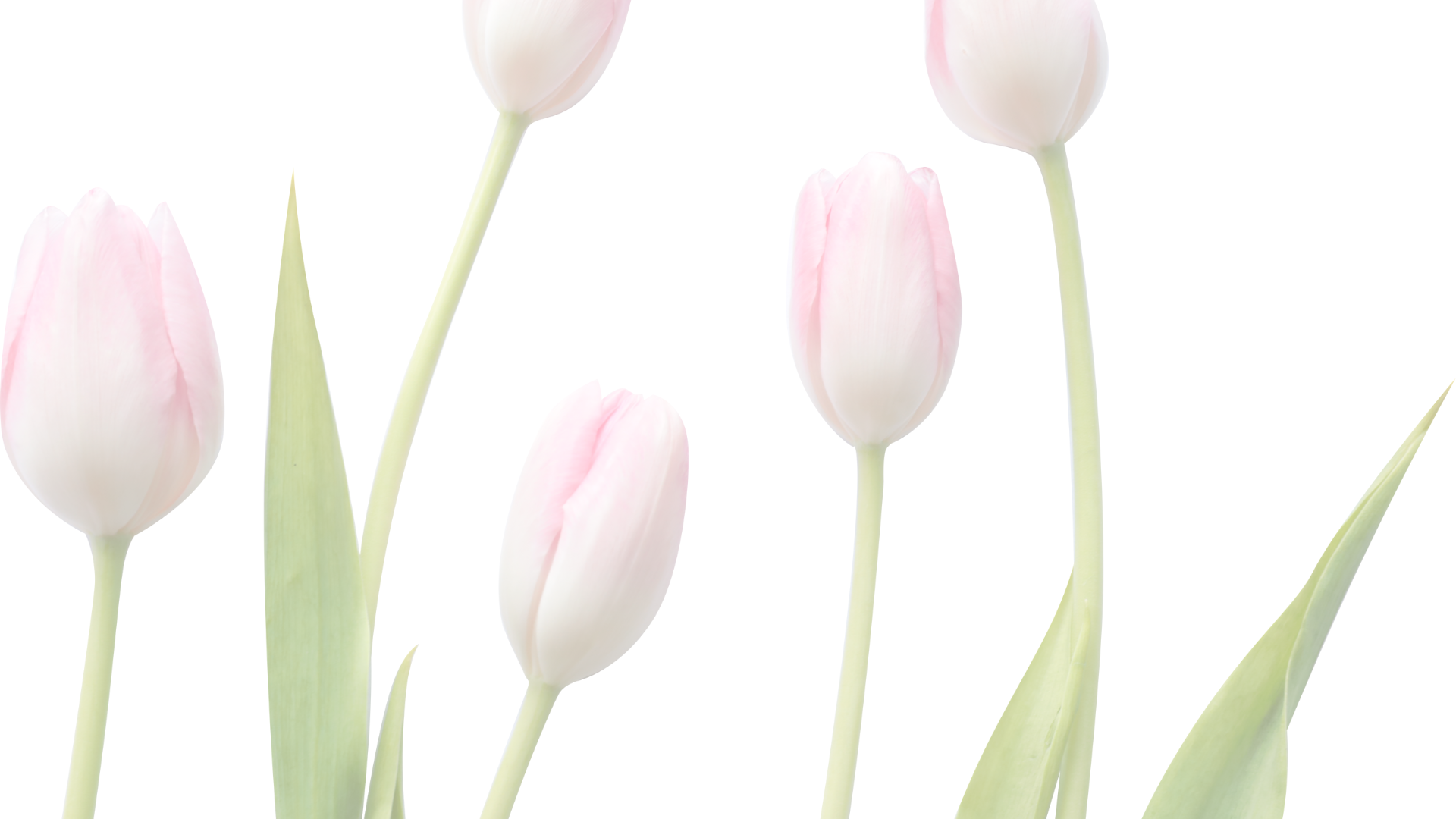 Image Slider