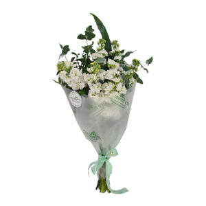 Buchet 7 mathiola alba